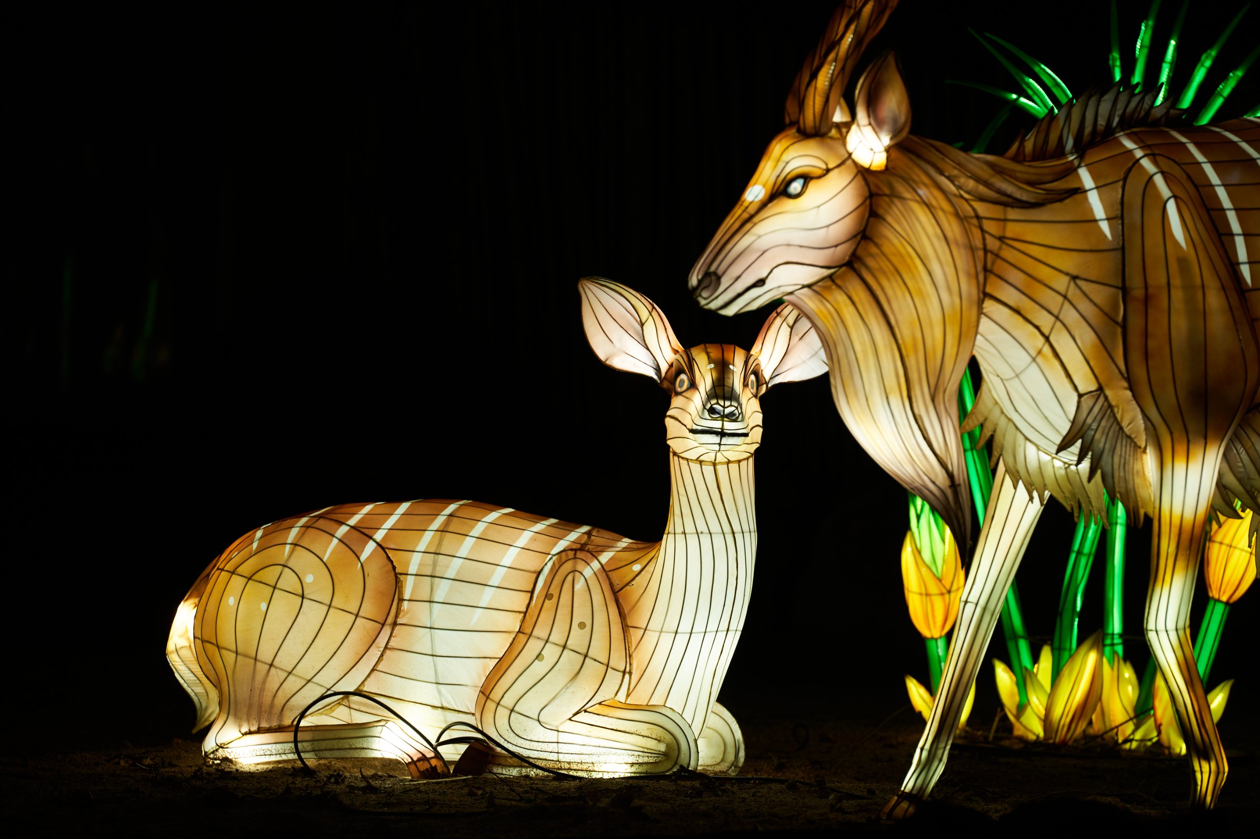 2024 01 03 Köln Zoo China Lights 1076